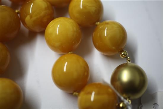 A single strand circular amber bead necklace with 18ct gold ball clasp, 50cm.